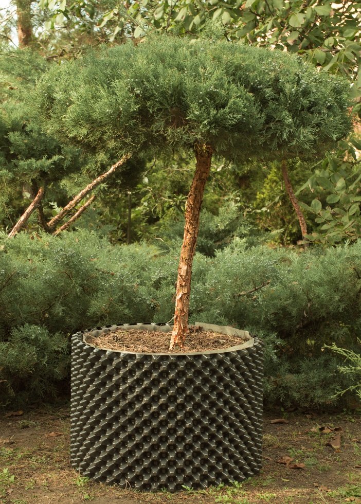 Full original photograph of the juniper, including its crown and Floradrain FD 40-E container