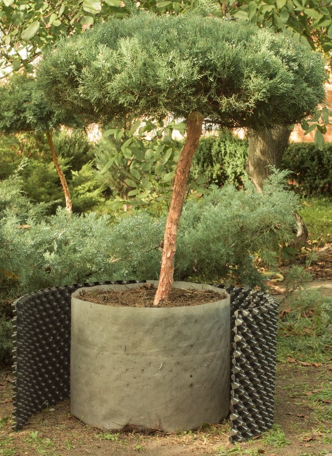 Full original photograph of the juniper with the Floradrain shell opened around the intact Filter Sheet cylinder